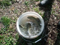 /album/zarybnovanie-pstruhom-duhovym-pd2-200-kg-13-4-2016/cimg1899-jpg/